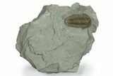 Large, Prone Flexicalymene Trilobite - Indiana #270389-1